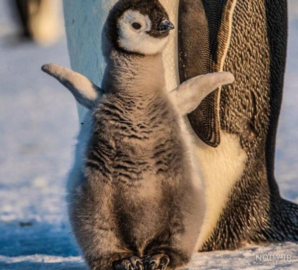  عکس جوجه پنگوئن