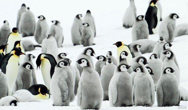  عکس جوجه پنگوئن