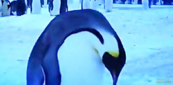  عکس جوجه پنگوئن