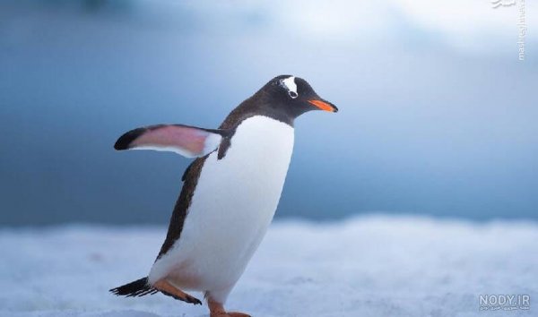  عکس جوجه پنگوئن