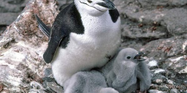  عکس جوجه پنگوئن