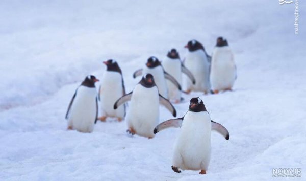  عکس جوجه پنگوئن