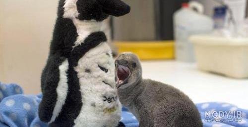  عکس جوجه پنگوئن