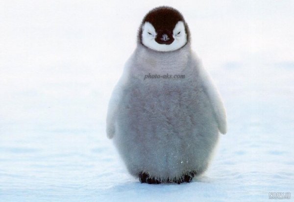  عکس جوجه پنگوئن