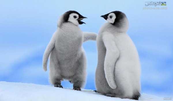  عکس جوجه پنگوئن