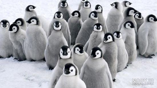  عکس جوجه پنگوئن