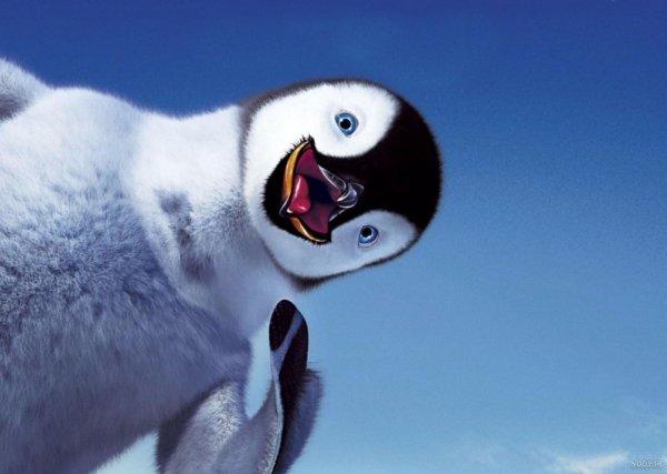  عکس جوجه پنگوئن