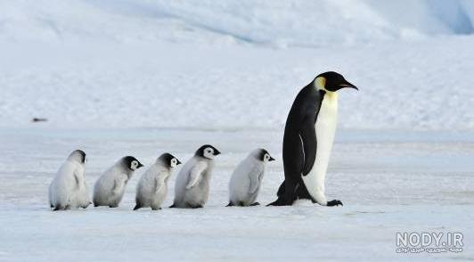  عکس جوجه پنگوئن