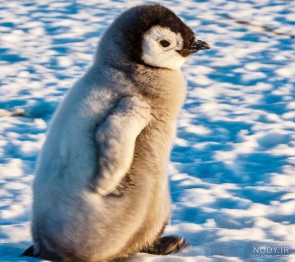  عکس جوجه پنگوئن