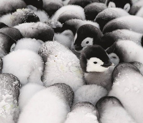 عکس پنگوئن ها