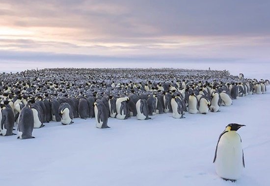  عکس پنگوئن ها