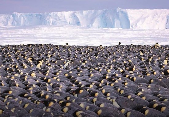  عکس پنگوئن ها