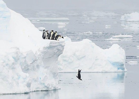  عکس پنگوئن ها