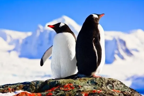  عکس پروفایل پنگوئن