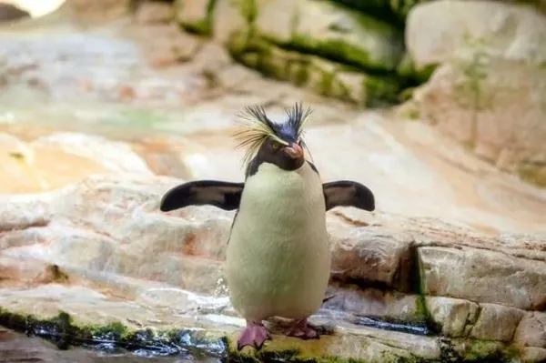  عکس زیبای پنگوئن