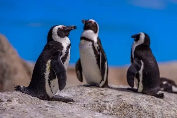  عکس زیبای پنگوئن