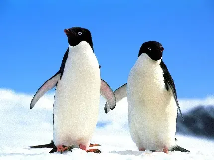  بک گراند پنگوئن
