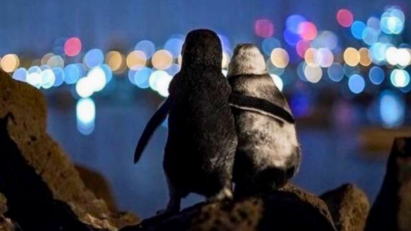  عکس پنگوئن عاشقانه