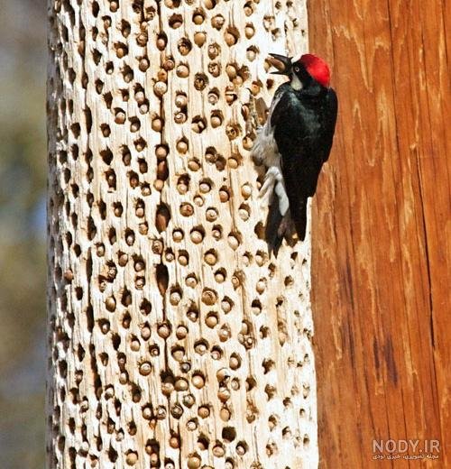 عکس دارکوب برای بک گراند