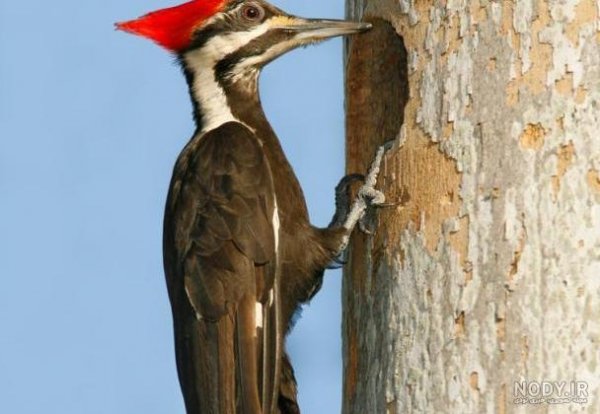  عکس دارکوب برای بک گراند