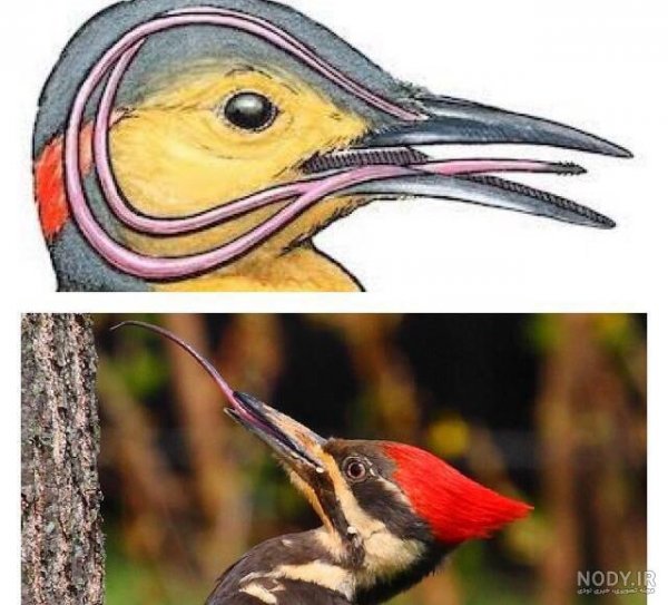  عکس دارکوب برای بک گراند