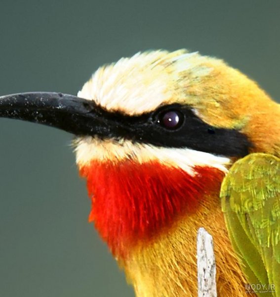  عکس دارکوب برای بک گراند