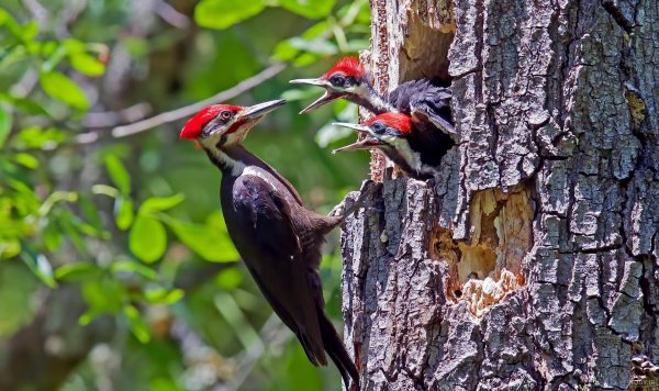  عکس دارکوب برای بک گراند