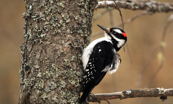  عکس دارکوب برای بک گراند