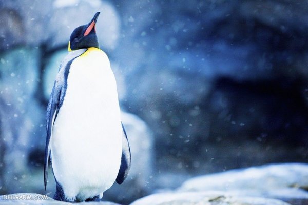  عکس پنگوئن ها برای والپیپر