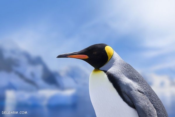  عکس پنگوئن ها برای والپیپر
