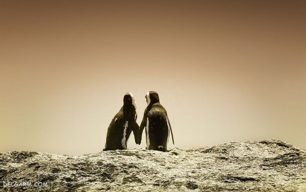  عکس پنگوئن ها برای والپیپر