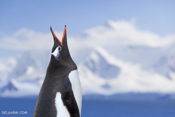  عکس پنگوئن ها برای والپیپر