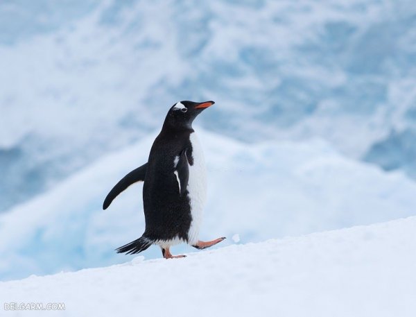  عکس پنگوئن ها برای والپیپر