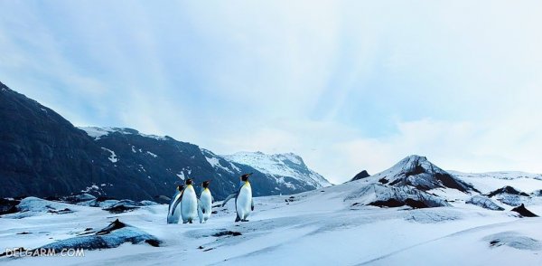  عکس پنگوئن ها برای والپیپر