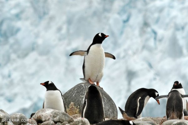  عکس پنگوئن ها برای والپیپر