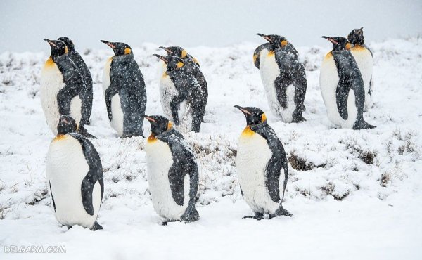 عکس باکیفیت از پنگوئن