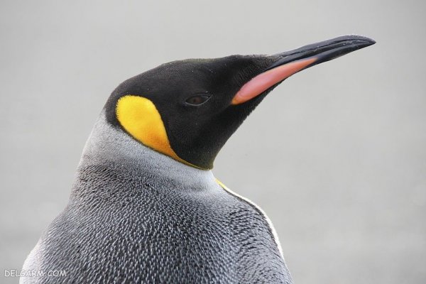  عکس باکیفیت از پنگوئن