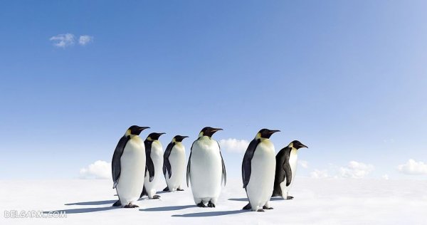  عکس باکیفیت از پنگوئن