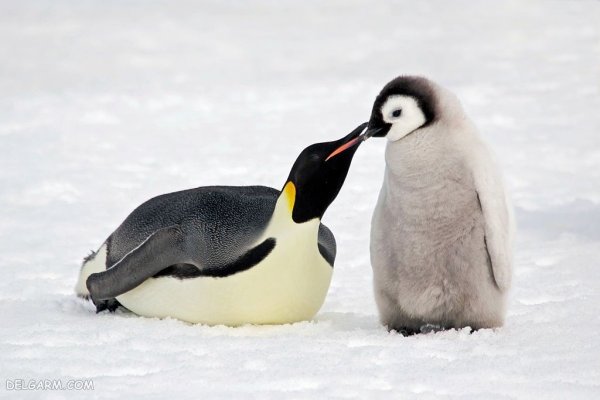  عکس باکیفیت از پنگوئن