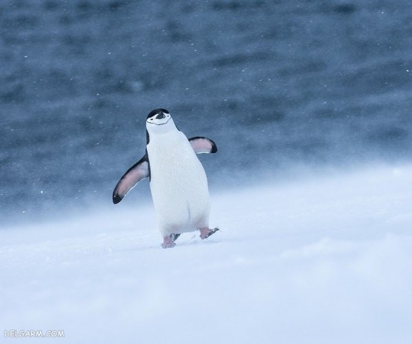  عکس باکیفیت از پنگوئن