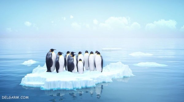  عکس باکیفیت از پنگوئن