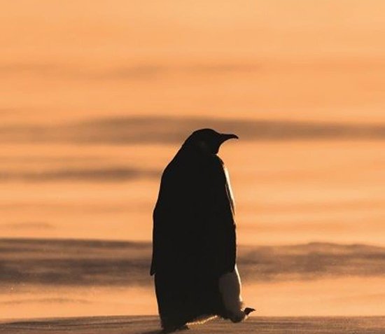 عکس دسته پنگوئن ها