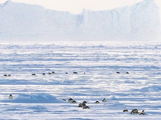 عکس ببعی برای پروفایل