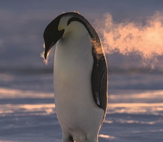 عکس ببعی برای پروفایل