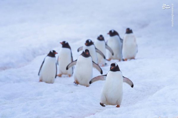  عکس پنگوئن در قطب
