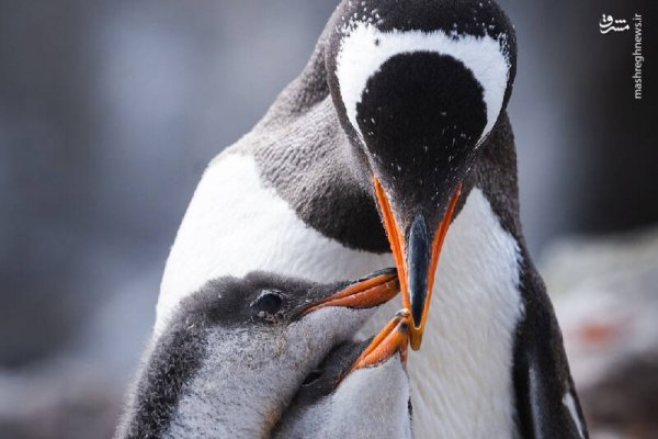  عکس پنگوئن در قطب