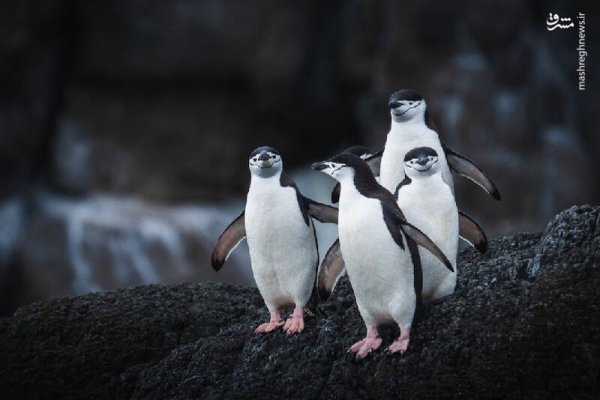  عکس پنگوئن در قطب