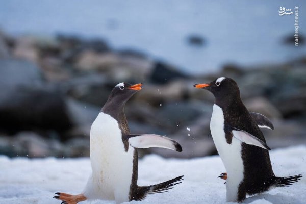  عکس پنگوئن در قطب