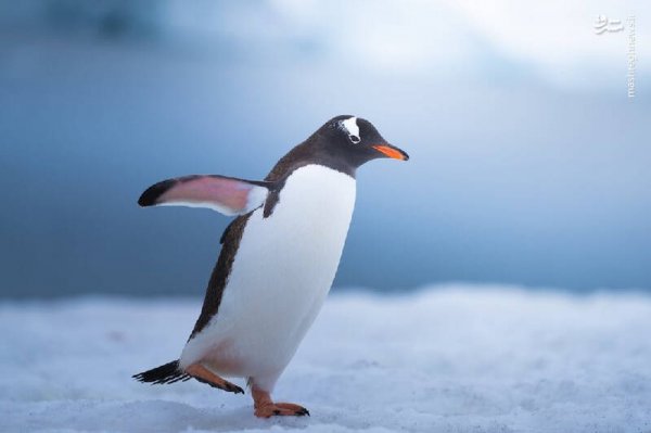  عکس پنگوئن در قطب