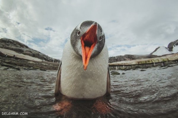 عکس پنگوئن برای اینستاگرام